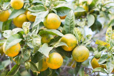 Olgun meyveleri olan mandalina ağacı. Mandalina portakal ağacı. Mandalina. Taze olgun mandalina ve yaprakları görüntü ile Dal. Satsuma ağaç resmi, yumuşak odak.