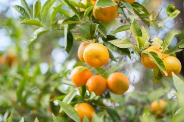 Olgun meyveli Mandarin ağacı. Mandarin portakal ağacı. Mandalina. Taze taze mandallı dallar ve görüntüler. Satsuma ağacı resmi.