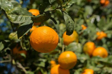 Olgun meyveleri olan mandalina ağacı. Mandalina portakal ağacı. Mandalina. Taze olgun mandalina ve yaprakları görüntü ile Dal. Satsuma ağaç resmi, yumuşak odak. 