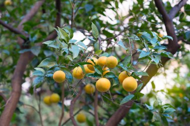 Olgun meyveli Mandarin ağacı. Mandarin portakal ağacı. Mandalina. Taze taze mandallı dallar ve görüntüler. Satsuma ağacı resmi, yumuşak odaklanma. Portakal.
