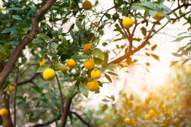 Olgun meyveli Mandarin ağacı. Mandarin portakal ağacı. Mandalina. Taze taze mandallı dallar ve görüntüler. Satsuma ağacı resmi, yumuşak odaklanma. Portakal.