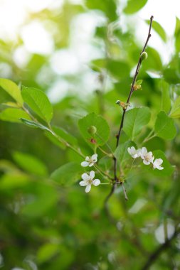 Taze yeşil yapraklar ve kiraz ağacı çiçekleri, ilkbahar ya da yaz güzel doğa arka planı. Kiraz ağacı