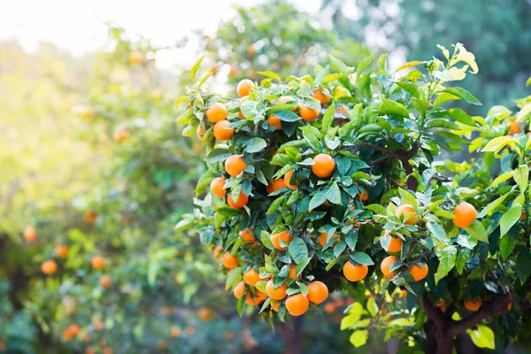 Olgun meyveleri olan mandalina ağacı. Mandalina portakal ağacı. Mandalina. Taze olgun mandalina ve yaprakları görüntü ile Dal. Satsuma ağaç resmi, yumuşak odak.