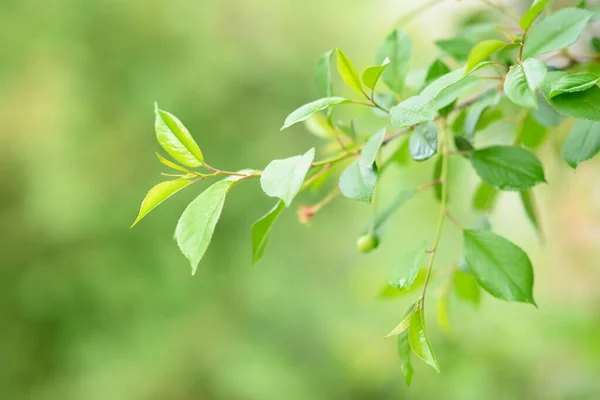 Taze Yeşil Kiraz Yaprakları Ilkbahar Yaz Güzel Doğa Arka Planı — Stok fotoğraf