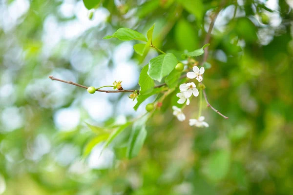 Daun Hijau Segar Dan Bunga Pohon Ceri Musim Semi Atau — Stok Foto