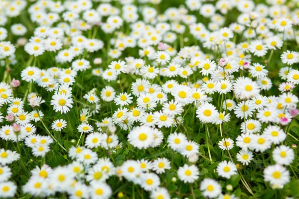 Frühlingswiese Mit Blühendem Gänseblümchen Schöne Kamille Natur Hintergrund Bild Getönt — Stockfoto