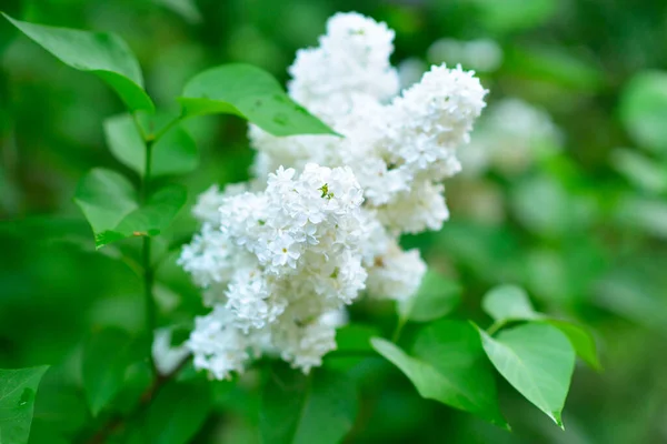 Lilac Frumuseţe Natură Grădina Liliac Flori Primăvară Fundal Frumos Alb — Fotografie, imagine de stoc