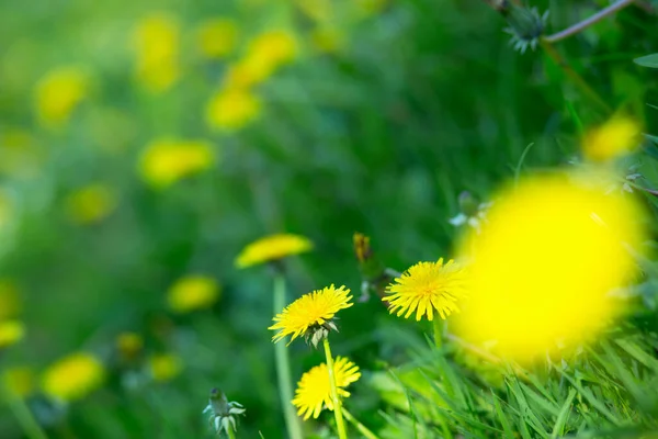 Ανθισμένα Κίτρινα Άνθη Πικραλίδας Taxacum Officinale Ανοιξιάτικη Φύση Έντονο Φόντο — Φωτογραφία Αρχείου