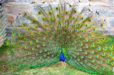 Peacock güzel kuyruğunu biopark 'ta açtı. Hayvanat bahçesinde güzel bir baykuş.