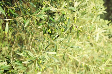 İtalya 'da zeytin ağaçları, hasat zamanı. Zeytin ağaçları bahçesi, Akdeniz zeytin tarlası hasat için hazır. Zeytinlik. Çiğ taze zeytin..
