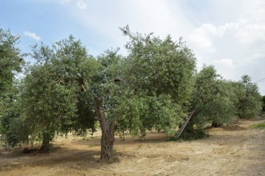 İtalya 'da zeytin ağaçları, hasat zamanı. Zeytin ağaçları bahçesi, Akdeniz zeytin tarlası hasat için hazır. Zeytinlik. Çiğ taze zeytin..