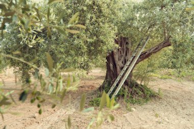 İtalya 'da zeytin ağaçları, hasat zamanı. Zeytin ağaçları bahçesi, Akdeniz zeytin tarlası hasat için hazır. Zeytinlik. Çiğ taze zeytin, görüntü tonlu..