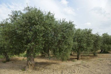 İtalya 'da zeytin ağaçları, hasat zamanı. Zeytin ağaçları bahçesi, Akdeniz zeytin tarlası hasat için hazır. Zeytinlik. Çiğ taze zeytin..