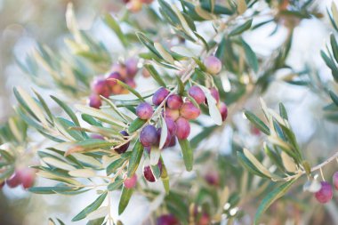 İspanyol zeytinliği, dal detayı. Akdeniz bahçesinde yetişen ham taze zeytinler hasat etmeye hazır, yumuşak odaklı..