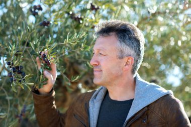 Zeytin bahçesinde poz veren yakışıklı bir adam. Akdeniz zeytin tarlasında hasat için hazır erkek portreleri. İspanyol zeytinliğinde kendine güvenen olgun bir adam taze zeytinlerle dolu.
