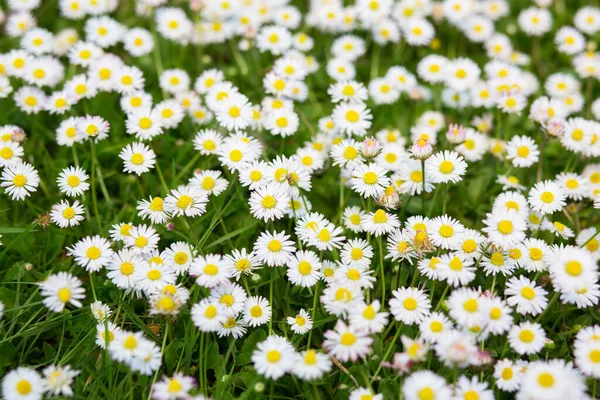 Vår Äng Med Blommande Daisy Vackra Kamomill Natur Bakgrund Bilden — Stockfoto
