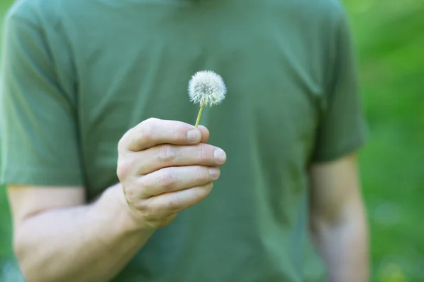 Πικραλίδα Λουλούδι Πάνω Από Ζωντανό Πράσινο Φόντο Γρασίδι Άντρας Που — Φωτογραφία Αρχείου