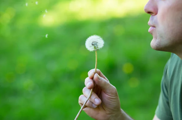 Man Blåser Maskros Över Blured Gröna Gräs Sommar Naturen Utomhus — Stockfoto