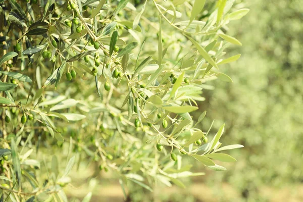 Drzewa Oliwne Włoszech Czas Zbiorów Ogród Oliwny Śródziemnomorskie Pole Oliwne — Zdjęcie stockowe