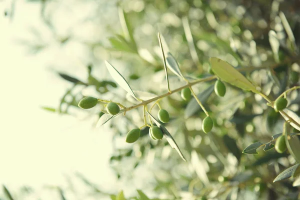 Оливковые Деревья Италии Время Уборки Оливковые Деревья Сад Средиземноморское Оливковое — стоковое фото
