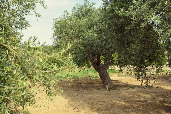 Olivovníky Itálii Čas Sklizně Zahrada Olivovníků Středozemní Olivové Pole Připravené — Stock fotografie