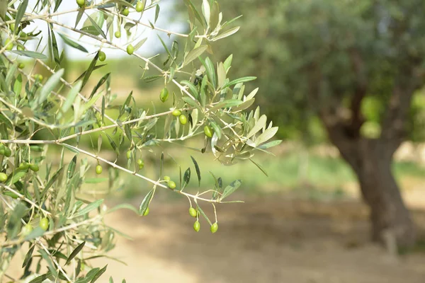 Оливкові Дерева Італії Час Збору Врожаю Оливковий Сад Середземноморське Оливкове — стокове фото