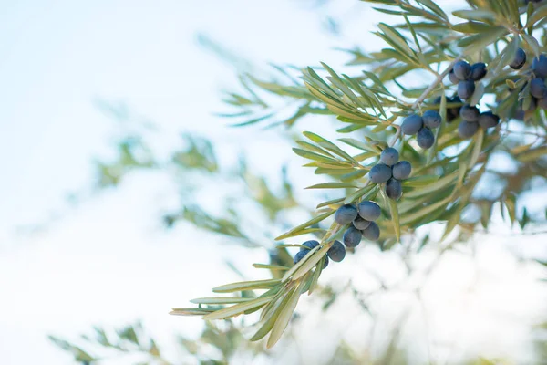Spanyol Zeytinliği Dal Detayı Akdeniz Bahçesinde Yetişen Ham Taze Zeytinler — Stok fotoğraf