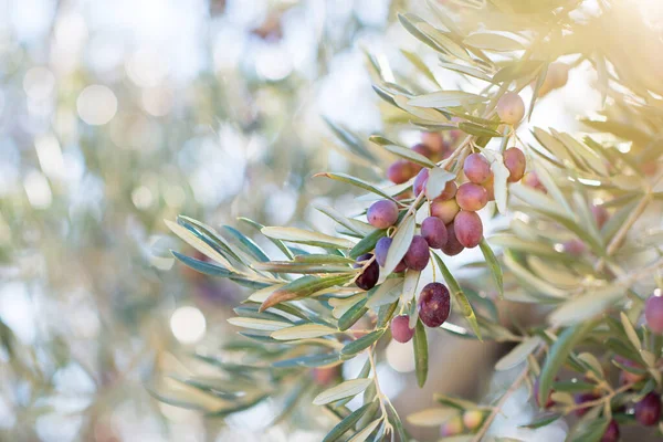 Испанская Оливковая Роща Ветка Сырые Спелые Свежие Оливки Растущие Средиземноморском — стоковое фото