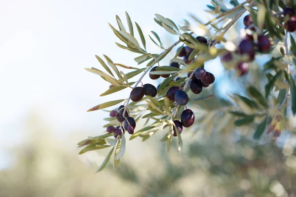 Spanyol Zeytinliği Dal Detayı Akdeniz Bahçesinde Yetişen Ham Taze Zeytinler — Stok fotoğraf