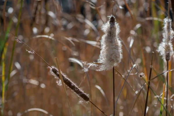 Bulrush Reedmace Krásné Přírodní Pozadí — Stock fotografie