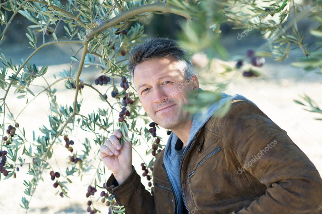 Handsome man posing in olive trees garden. Male portrain over mediterranean olive field ready for harvest. Confident mature man in spanish olive's grove with ripe fresh olives.
