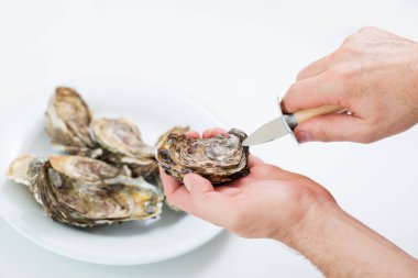 Taze istiridye. Adam taze istiridye açıyor. Çiğ taze istiridye beyaz yuvarlak tabakta, görüntü izole, yumuşak odaklı. Restoran lezzeti. Tuzlu su istiridyesi..