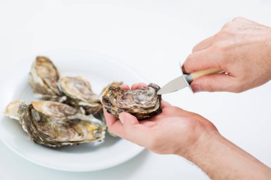 Fresh oyster. Man open fresh oyster. Raw fresh oyster is on white round plate, image isolated, with soft focus. Restaurant delicacy. Saltwater oyster. clipart