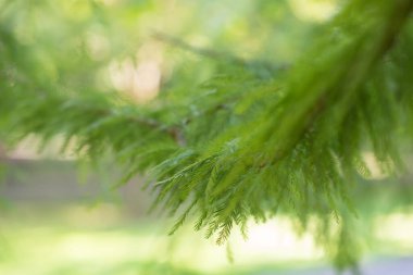 Evergreen, Böke ve güneş ışığı dalı ile güzel arka plan. Doğada, yumuşak odak Güzellik.