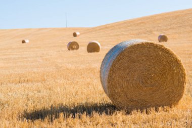 Tuscany, İtalya 'da hasat. Yaz tarlasında saman yığınları. Yaz sonunda saman ve saman balyaları