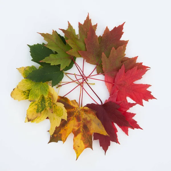 Conjunto Hojas Color Hermoso Otoño Verde Rojo Profundo Elemento Deseoso —  Fotos de Stock