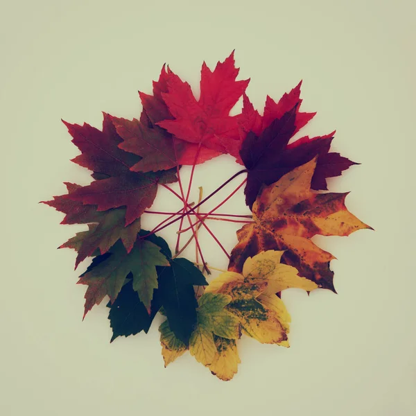 Zestaw Jesienny Piękny Kolor Liści Zielonego Głębokiej Czerwieni Ładny Element — Zdjęcie stockowe