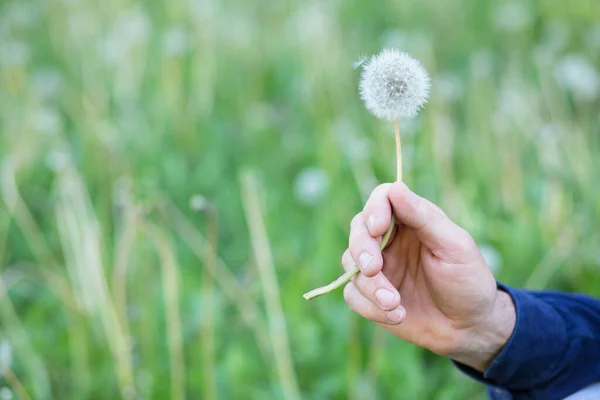 Mann Hält Löwenzahn Über Blaugrünem Gras Sommer Natur Draußen Detail — Stockfoto