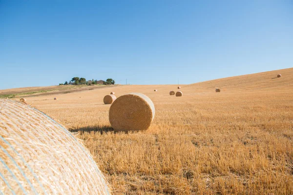Harvestimg Tuscany Italy Stacks Hay Summer Field Hay Straw Bales — Stock Photo, Image