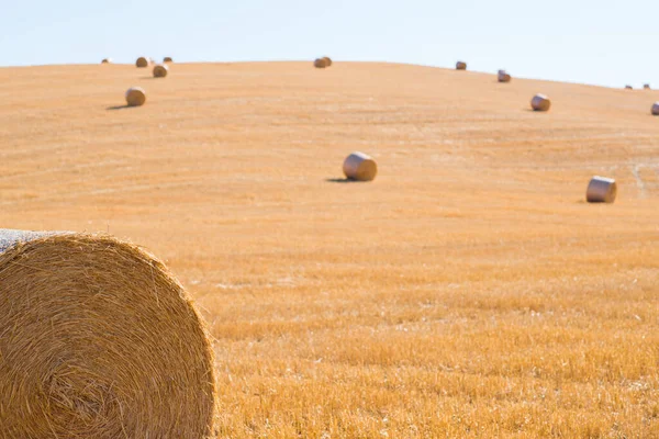 Vendemmia Toscana Italia Stack Fieno Sul Campo Estivo Balle Fieno — Foto Stock