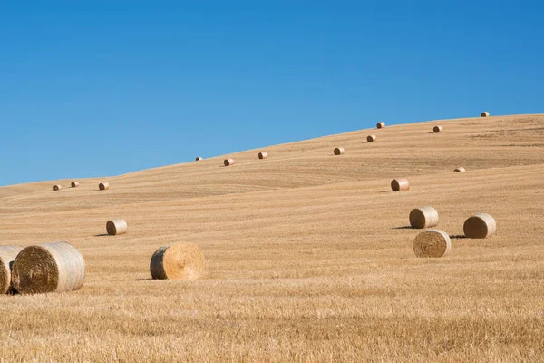 Harvestimg Tuscany Italy Stacks Hay Summer Field Hay Straw Bales — Stock Photo, Image