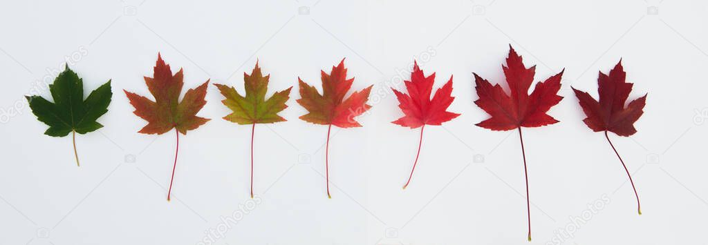 Set of autumn beautiful colour leaves from green to deep red, nice desiign element isolated over white background