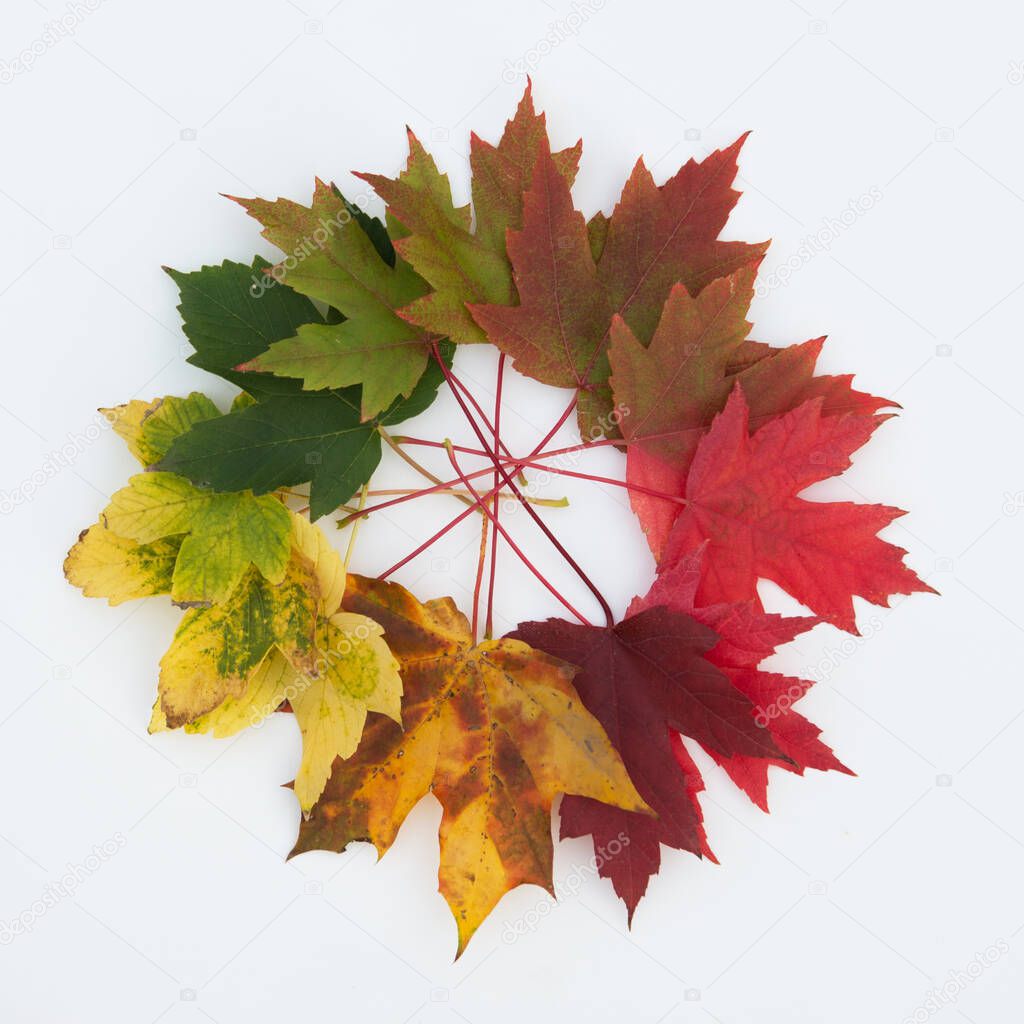 Set of autumn beautiful colour leaves from green to deep red, nice desiign element isolated over white background. Round of fall leaves