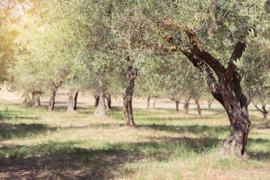 Zeytin ağaçları. Zeytin ağaçları bahçesi. Akdeniz zeytin tarlası hasat için hazır. Taze zeytinli İtalyan zeytinliği. Taze zeytin. Zeytin çiftliği.