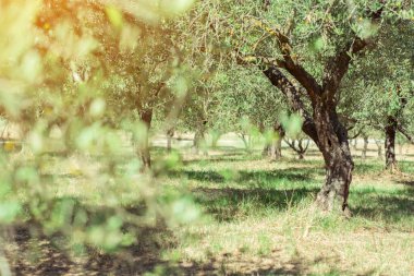 Zeytin ağaçları. Zeytin ağaçları bahçesi. Akdeniz zeytin tarlası hasat için hazır. Taze zeytinli İtalyan zeytinliği. Taze zeytin. Zeytin çiftliği.