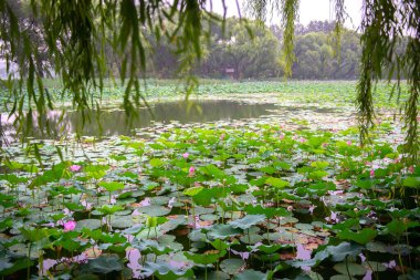 Çin 'de nilüfer çiçeği açıyor. Pekin 'de güzel nilüfer çiçekleri olan bir göl. Lotus çiçekleri..