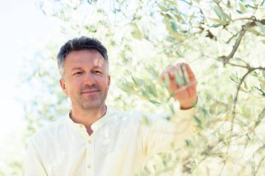 Zeytin ağaçları. Zeytin bahçesinde poz veren yakışıklı bir adam. Akdeniz zeytin tarlasında hasat için hazır erkek portreleri. İtalyan zeytinliğinde kendine güvenen olgun bir adam taze zeytinlerle dolu. Taze zeytin. Zeytin çiftliği