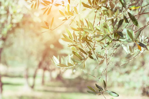 Оливкові Дерева Оливковий Сад Середземноморське Оливкове Поле Готове Жнив Італійський — стокове фото