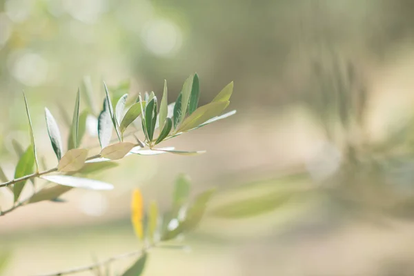 Olijfbomen Olijfbomen Tuin Mediterrane Olijfgaard Klaar Voor Oogst Italiaanse Olijfgaard — Stockfoto