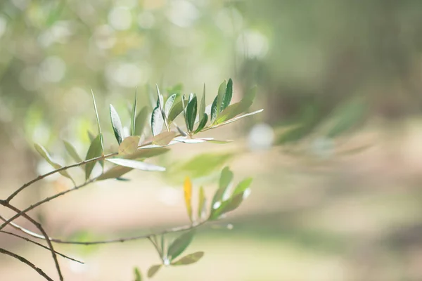 Olijfbomen Olijfbomen Tuin Mediterrane Olijfgaard Klaar Voor Oogst Italiaanse Olijfgaard — Stockfoto